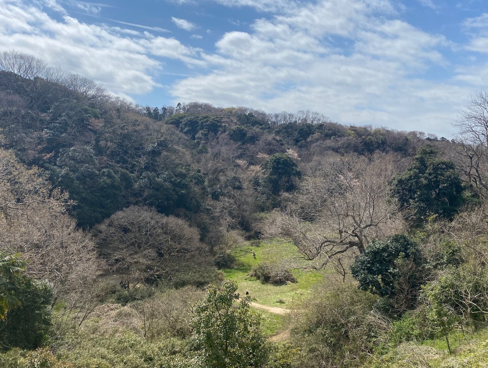 鎌倉の森